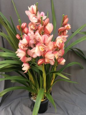 シンビジューム ピンク系　4本立ち以上【送料無料】※お花の品種は画像と異なる場合がございます。