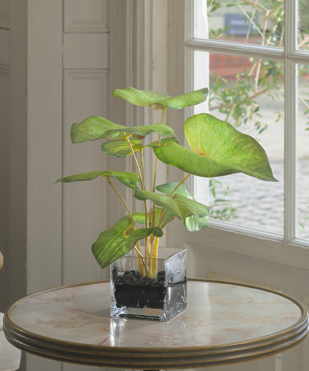 【先行予約】カラジュームM26