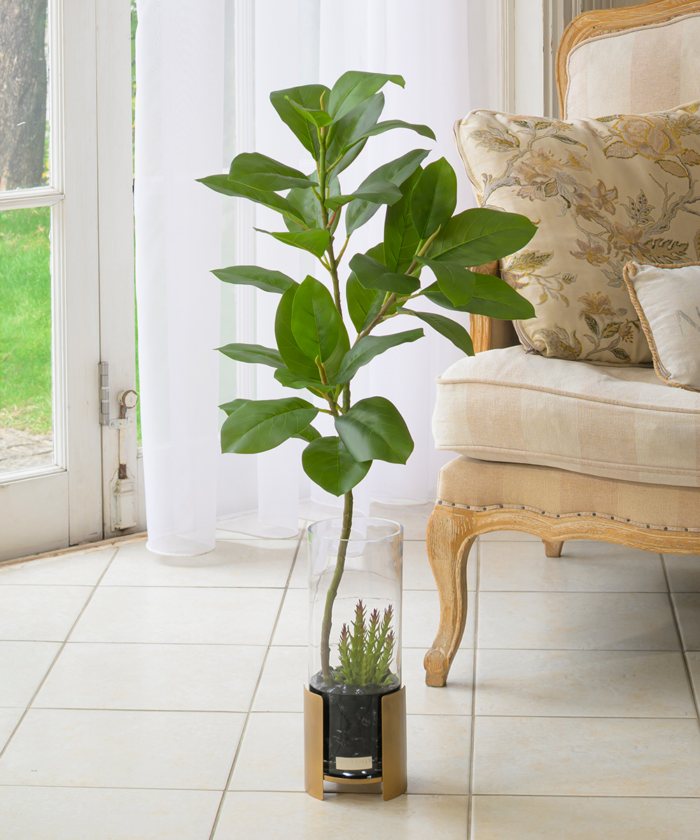 【先行予約】フィカスアルテシーマ2L26