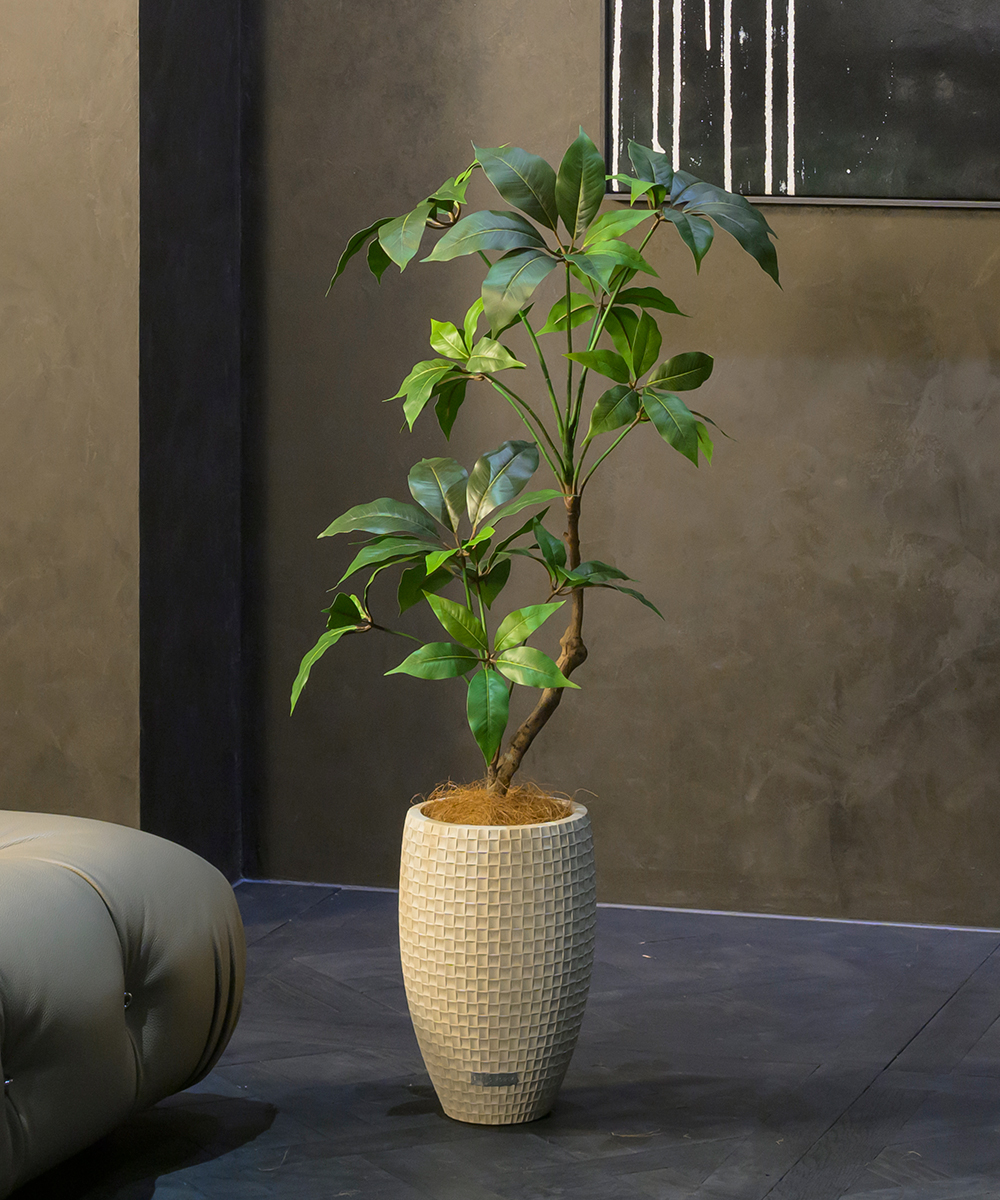 【先行予約】ツピタンサス2L26