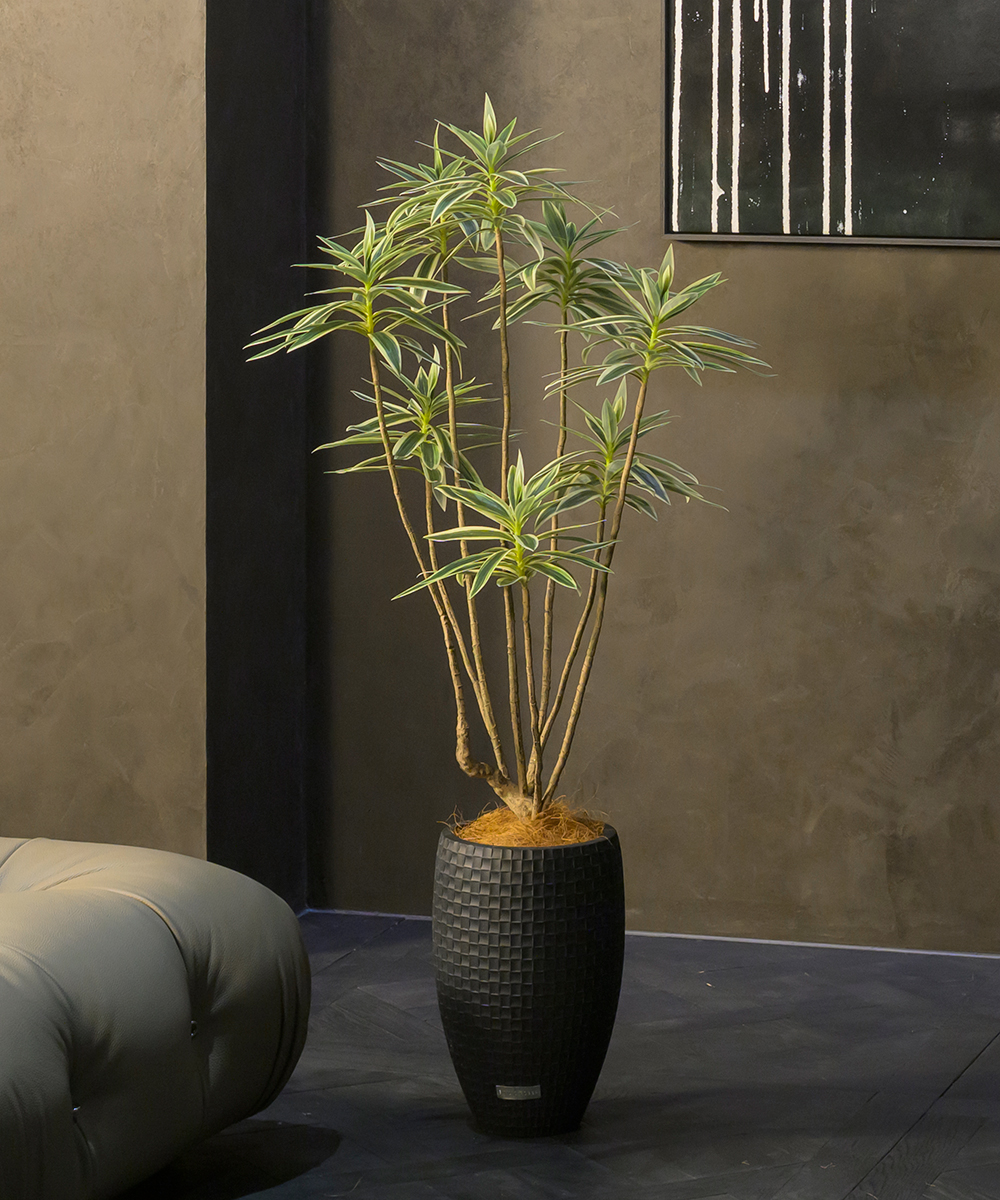 【先行予約】ドラセナ2L26