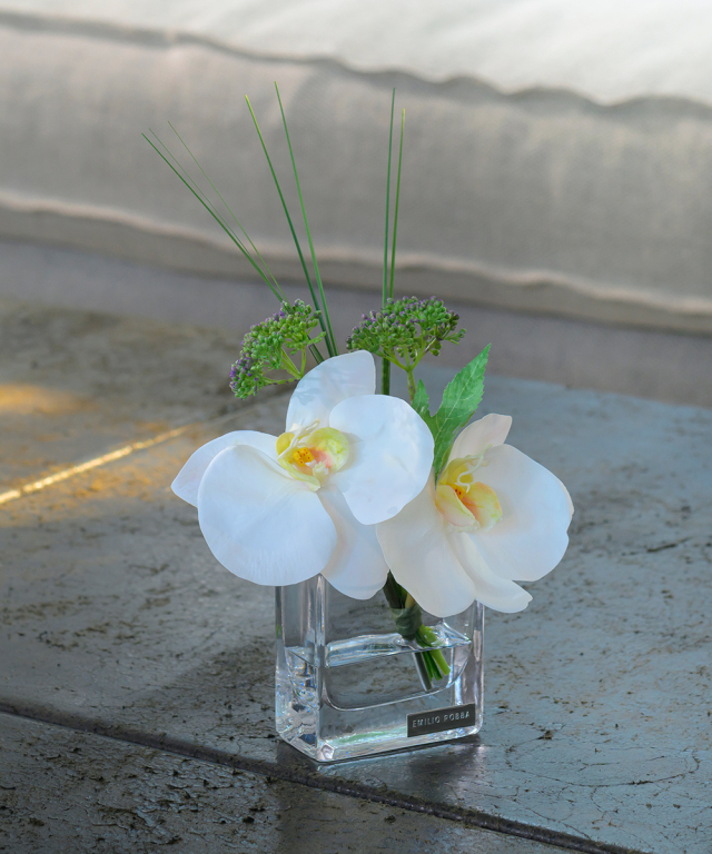 ファレノプシスXS