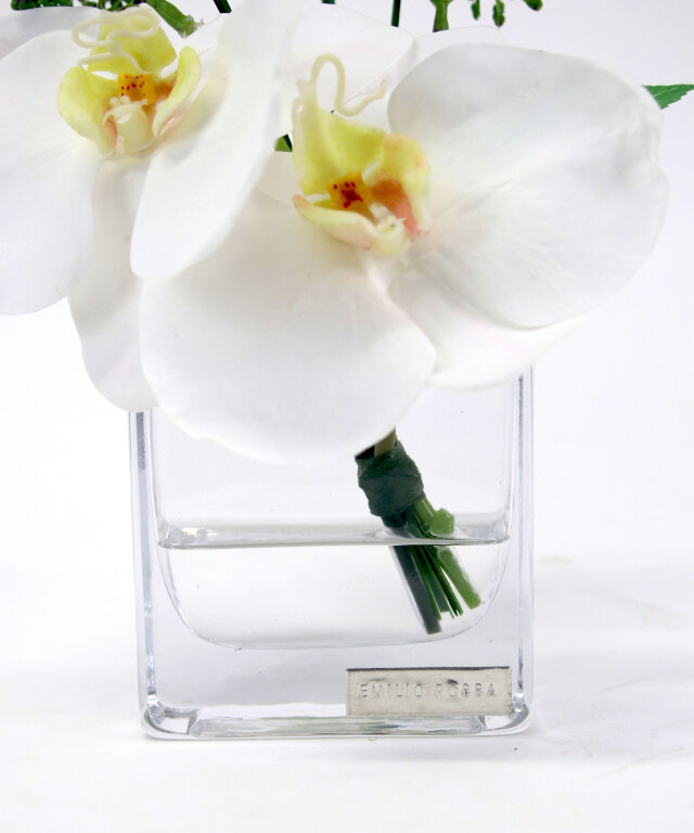 ファレノプシスXS