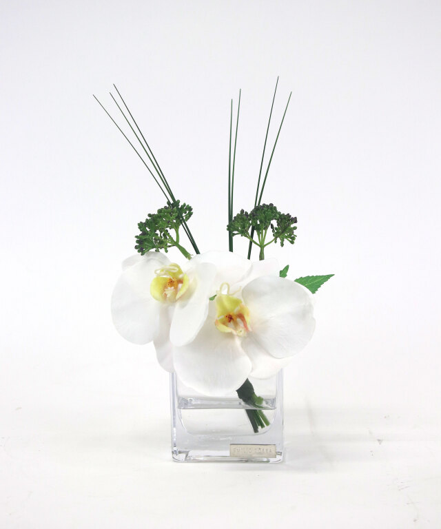 ファレノプシスXS