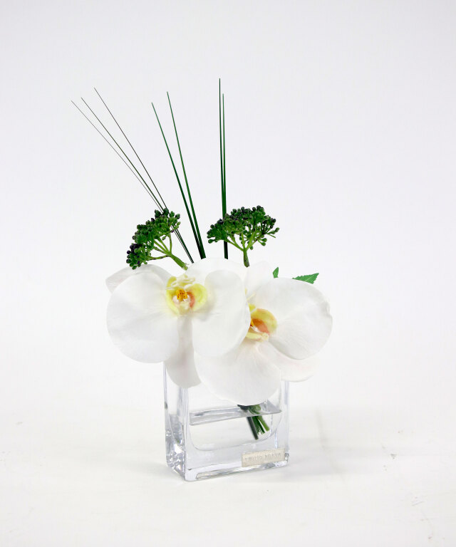 ファレノプシスXS