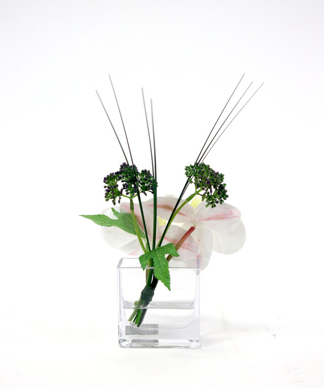 ファレノプシスXS