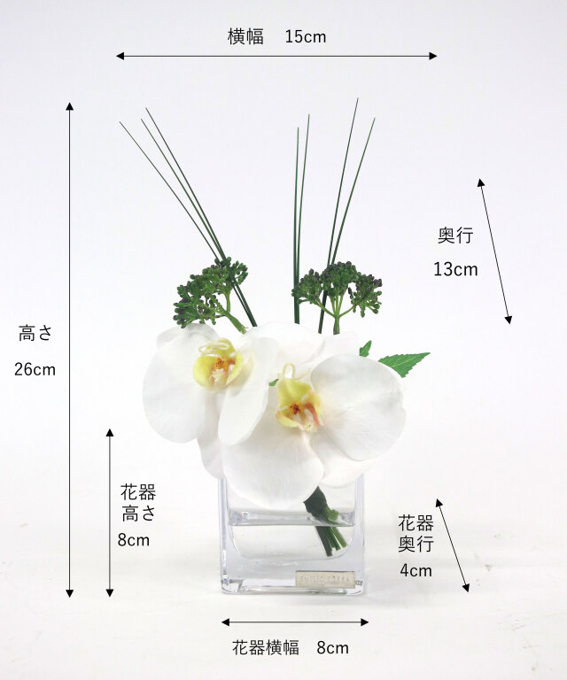 ファレノプシスXS