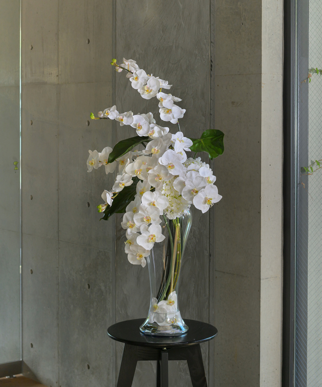 ファレノプシス3XL 胡蝶蘭 高品質 ギフト プレゼント お祝い アーティ