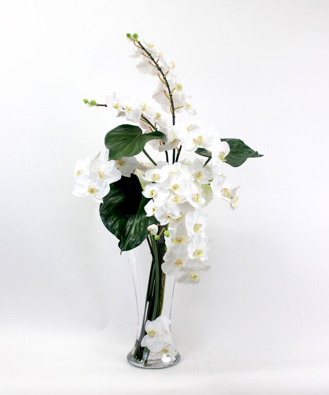 ファレノプシス（胡蝶蘭）とアイビーの鉢花 ファレノプシス（胡蝶蘭）とアイビーの鉢花 ファレノプシス(胡蝶蘭)と