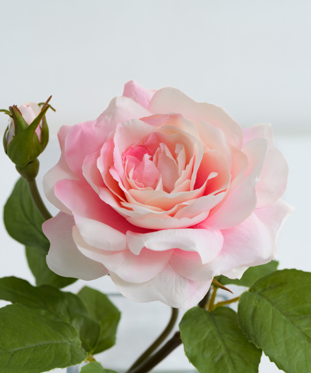 プリマローズSS-p