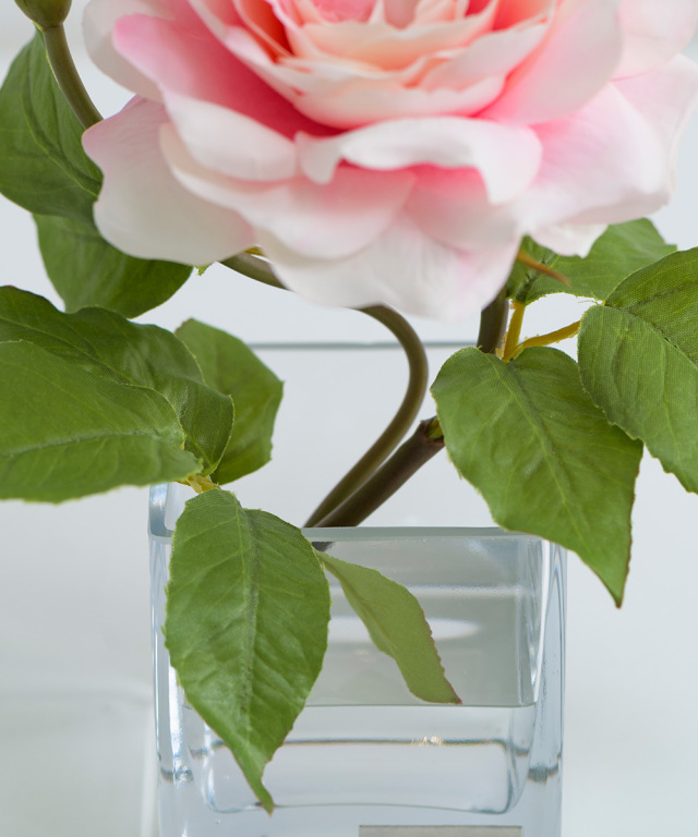 プリマローズSS-p