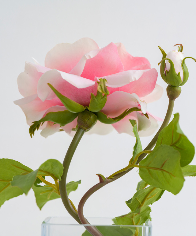 プリマローズSS-p