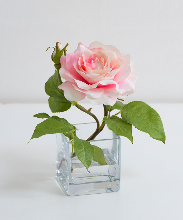 プリマローズSS-p