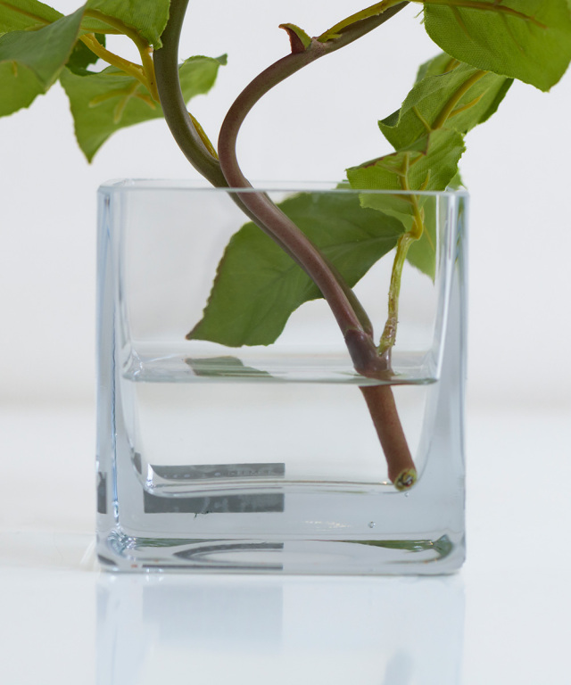 プリマローズSS-p