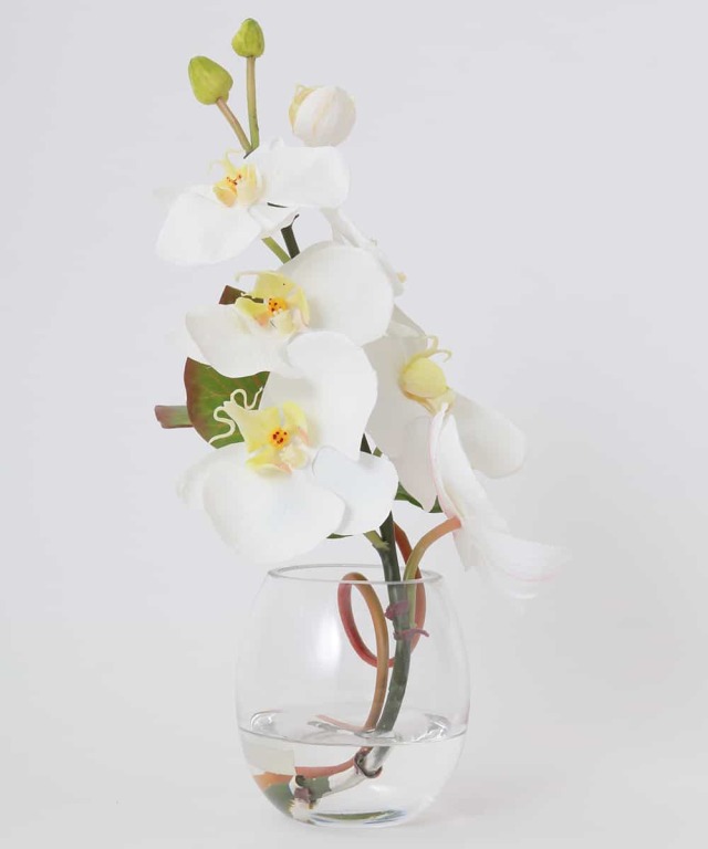 ファレノプシスS-a 高品質 ギフト プレゼント お祝い アーティ