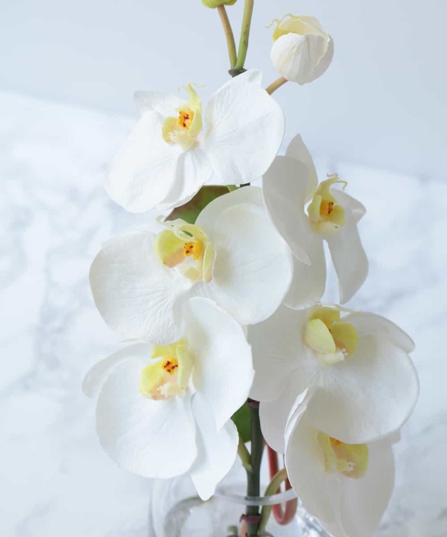 ファレノプシスS-a 高品質 ギフト プレゼント お祝い アーティ