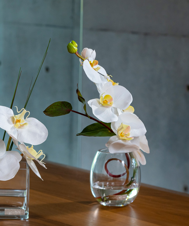 ファレノプシスS-a 高品質 ギフト プレゼント お祝い アーティ