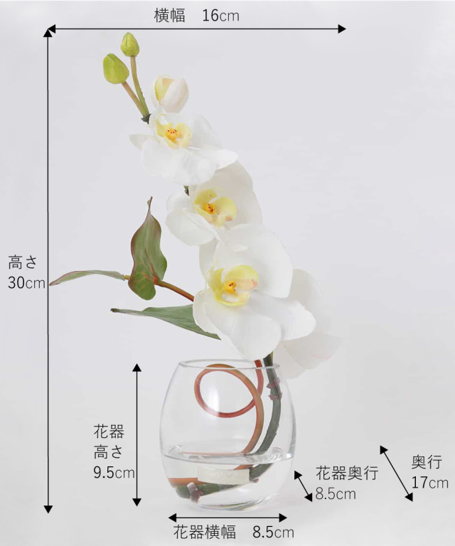 ファレノプシスS-a 高品質 ギフト プレゼント お祝い アーティ