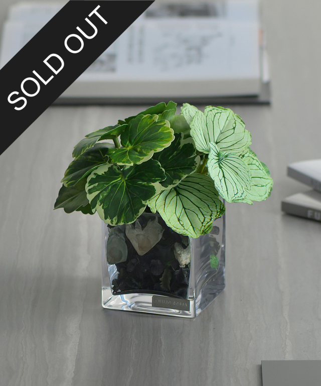 ゼラニウムポプリSS24