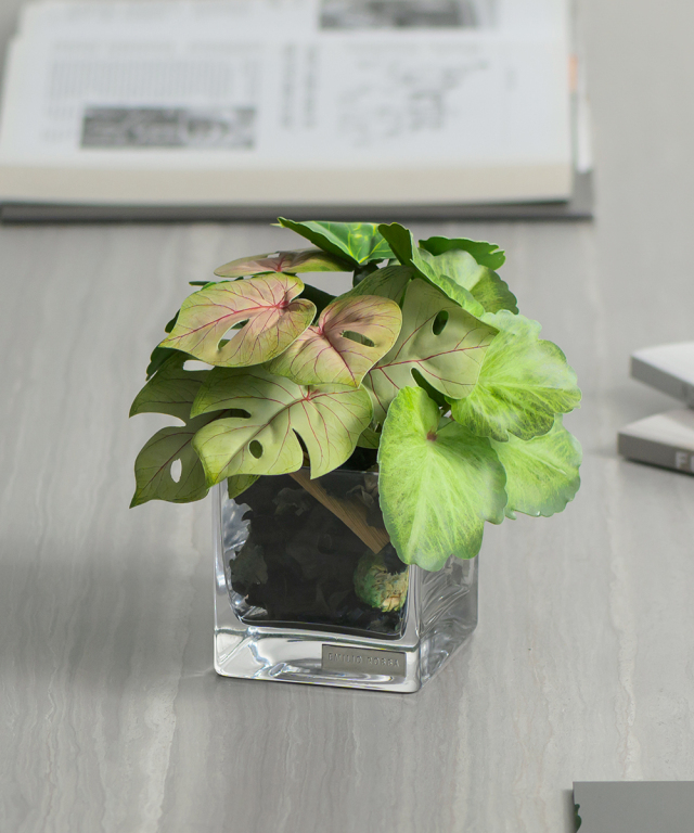 ゼラニウム＆モンステラポプリSS24