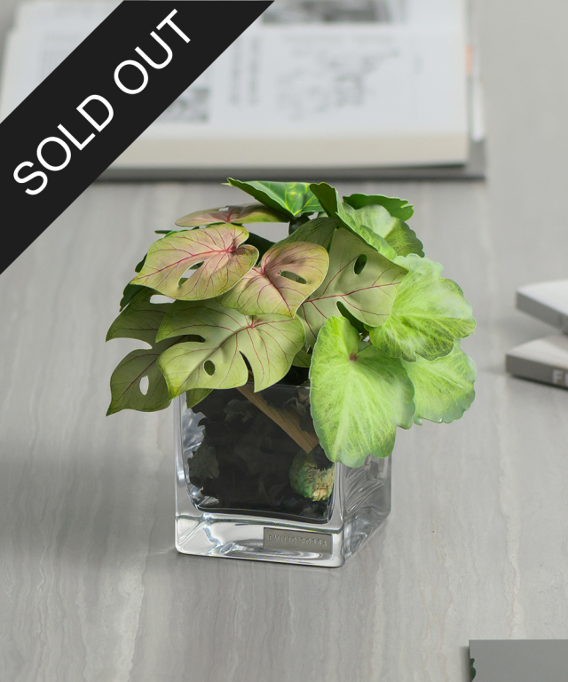 ゼラニウム＆モンステラポプリSS24