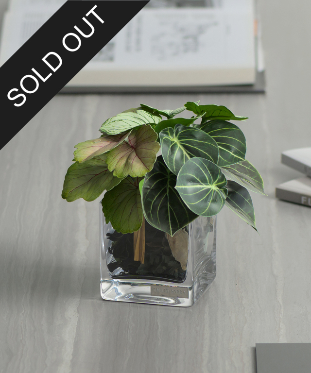 ゼラニウム＆アオエニウムポプリSS24