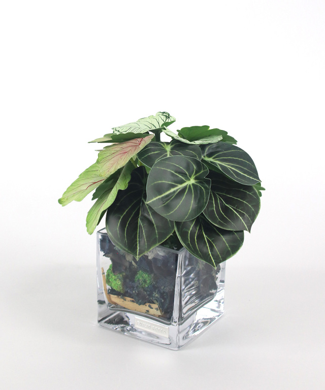 ずっと気になってた 観葉植物 ゼラニウム＆アオエニウムポプリSS24 アーティ その他