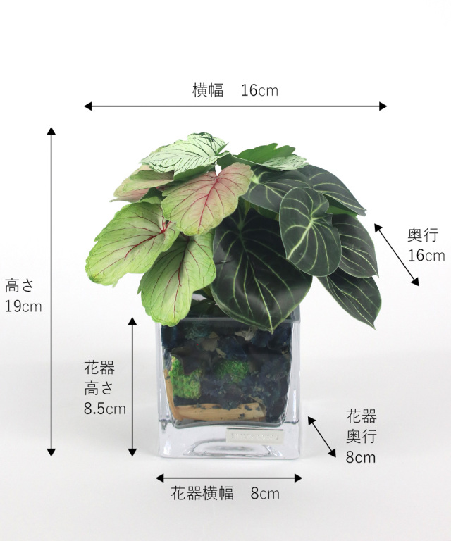 観葉植物 ゼラニウム＆アオエニウムポプリSS24 アーティ