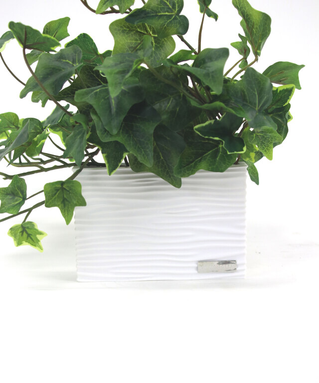 アイビーS アートグリーン 観葉植物 ギフト インテリア