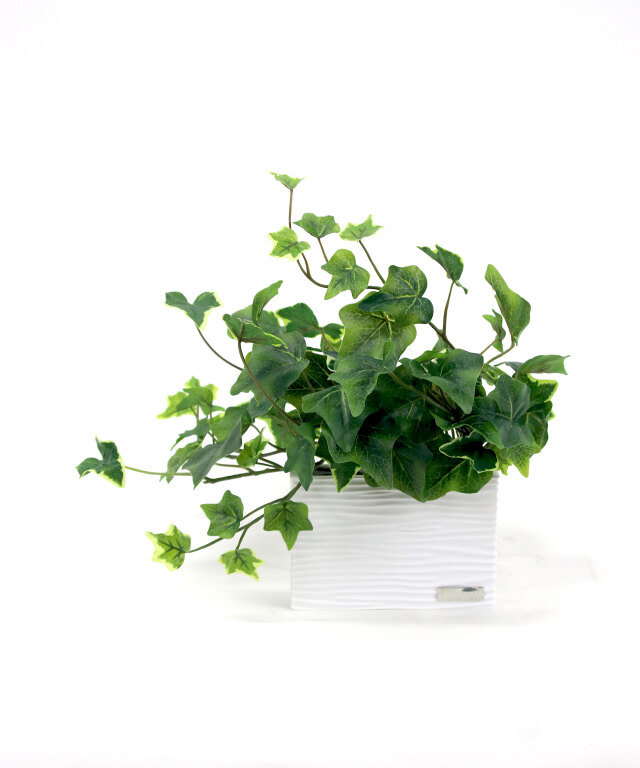 アイビーS アートグリーン 観葉植物 ギフト インテリア