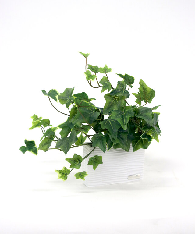 アイビーS アートグリーン 観葉植物 ギフト インテリア
