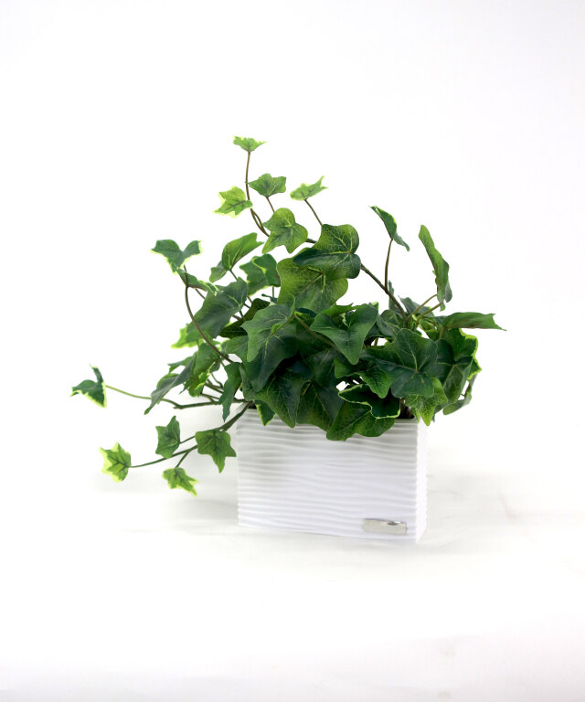 アイビーS アートグリーン 観葉植物 ギフト インテリア
