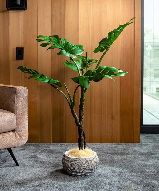 モンステラ アートグリーン 観葉植物 ギフト お祝い