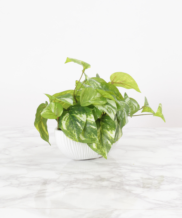 ポトスS グリーン 観葉植物 アートグリーン ギフト プレゼント