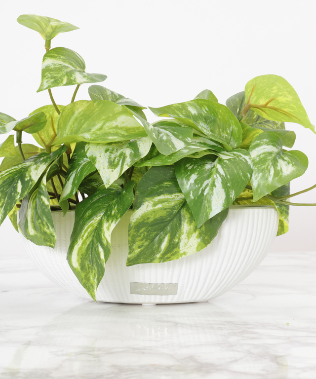 ポトスS グリーン 観葉植物 アートグリーン ギフト プレゼント