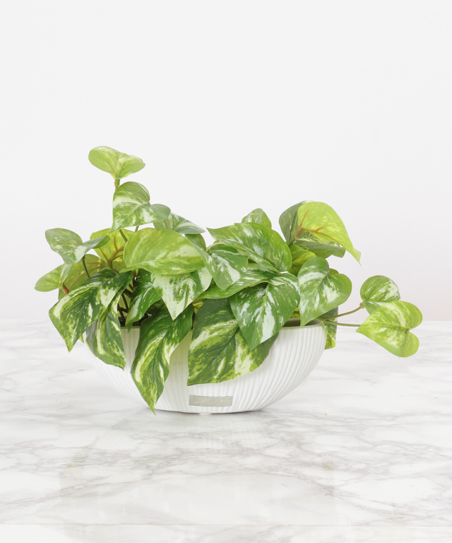 新品 EMILIO ROBBA エミリオロバ ポトスS ポトスS グリーン 観葉植物 アートグリーン ギフト プレゼント