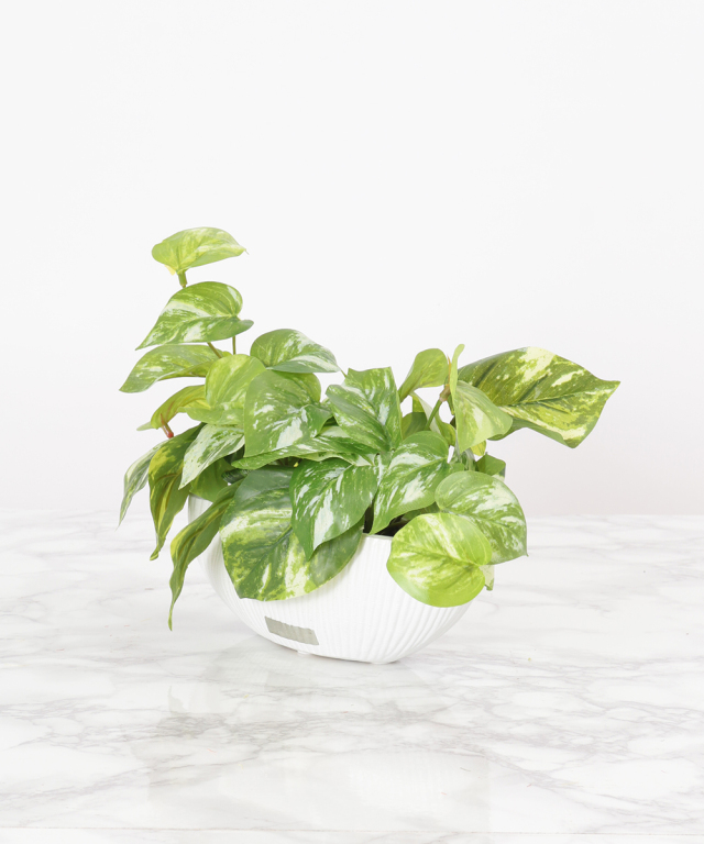 新品 EMILIO ROBBA エミリオロバ ポトスS ポトスS グリーン 観葉植物 アートグリーン ギフト プレゼント