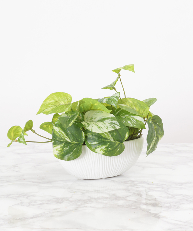 その他観葉植物 BEBE pothos-745_1.jpg?1648260895
