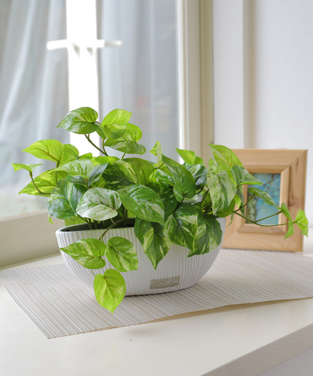 ポトスL グリーン 観葉植物 アートグリーン ギフト プレゼント