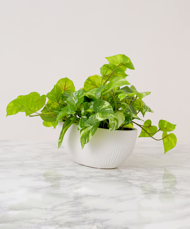ポトスL グリーン 観葉植物 アートグリーン ギフト プレゼント