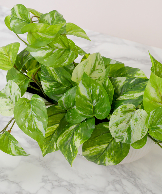 ポトスL グリーン 観葉植物 アートグリーン ギフト プレゼント