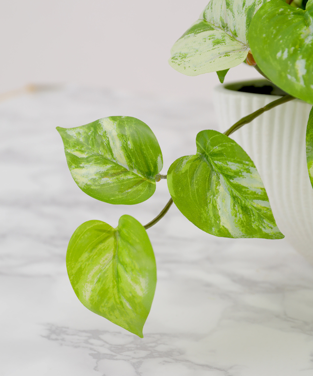 ポトスL グリーン 観葉植物 アートグリーン ギフト プレゼント