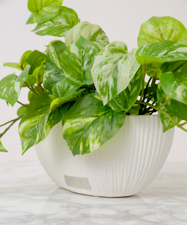 ポトスL グリーン 観葉植物 アートグリーン ギフト プレゼント