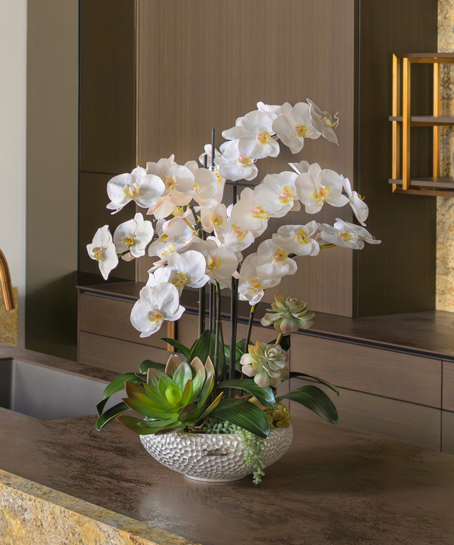 ファレノプシスボタニックXL