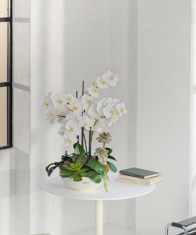 ファレノプシスボタニックXL 胡蝶蘭 高品質 ギフト プレゼント お祝い