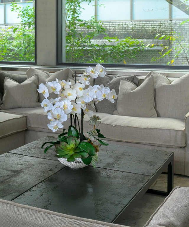 ファレノプシスボタニックXL 胡蝶蘭 高品質 ギフト プレゼント お祝い