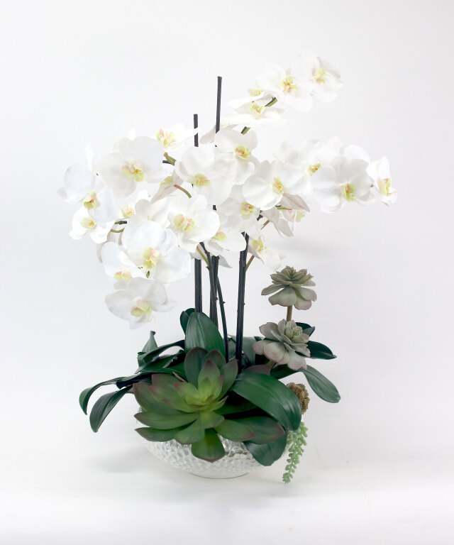 ファレノプシスボタニックXL 胡蝶蘭 高品質 ギフト プレゼント お祝い