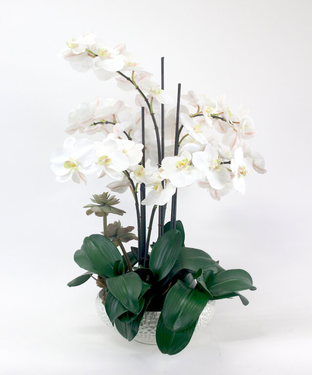 ファレノプシスボタニックXL 胡蝶蘭 高品質 ギフト プレゼント お祝い