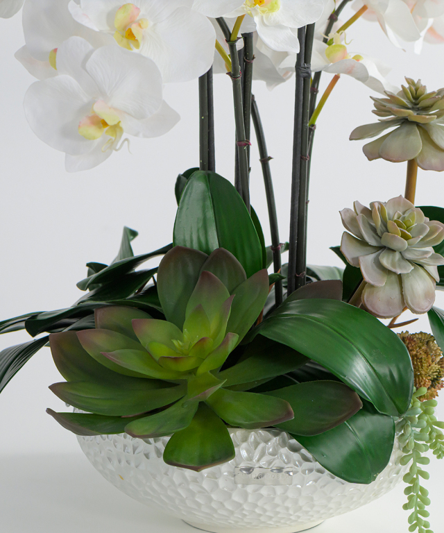 ファレノプシスボタニックXL 胡蝶蘭 高品質 ギフト プレゼント お祝い