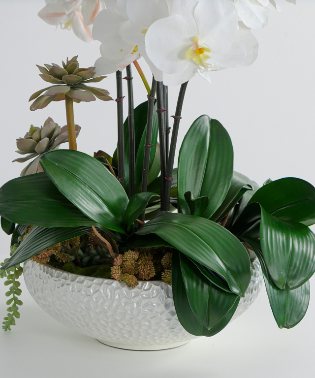 ファレノプシスボタニックXL 胡蝶蘭 高品質 ギフト プレゼント お祝い